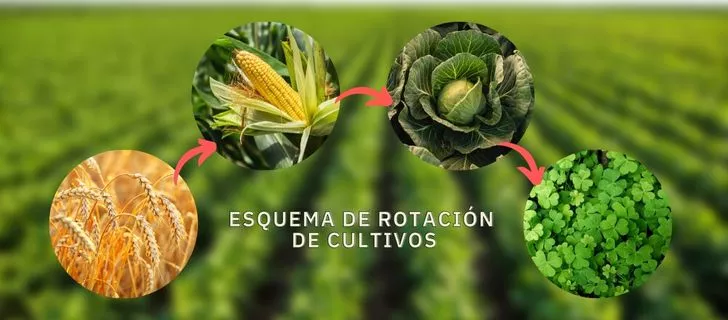 agricultura rotativa