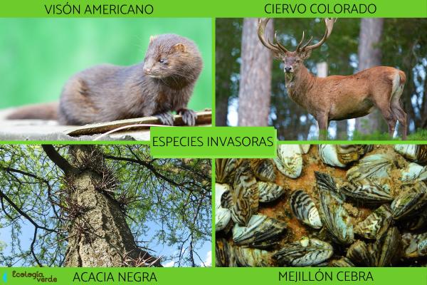 Especies invasoras